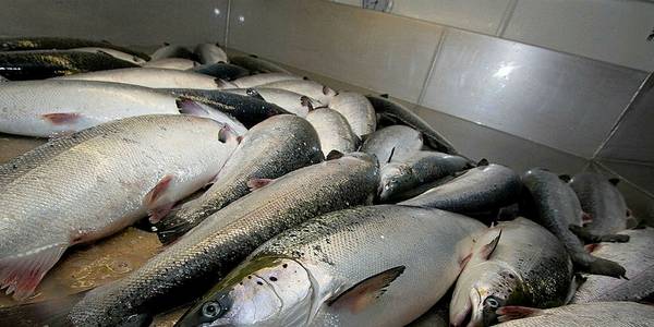 Sjømatbedriftene forventer at Fiskeridepartementet avklarer reglene for eksport av produksjonsfisk