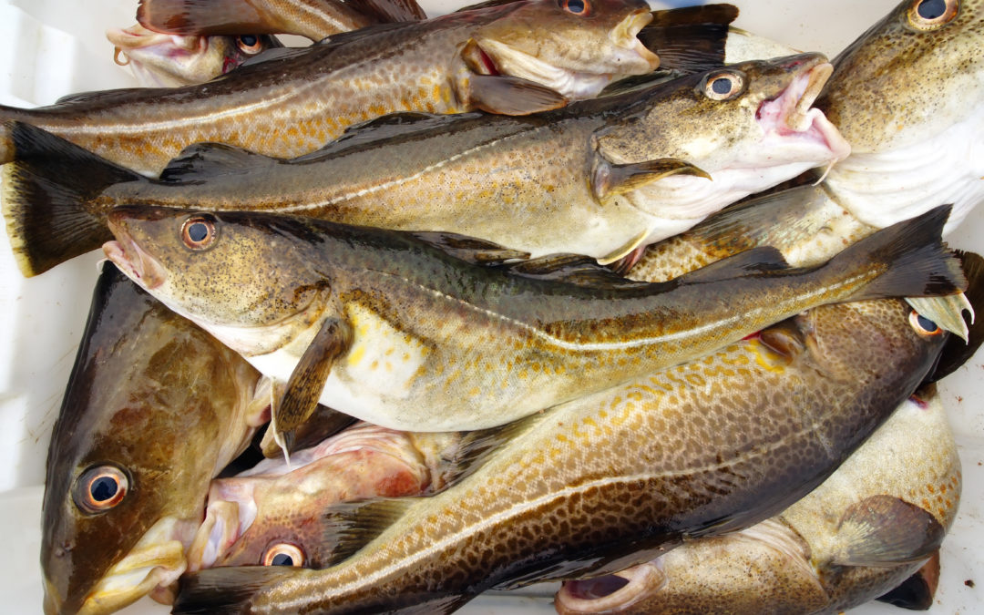 Sjømatbedriftene foreslår en mer fleksibel ferskfiskordning