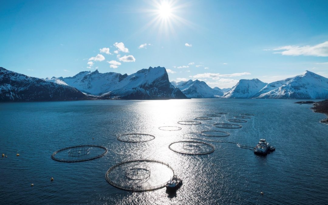 Frykter store Corona-konsekvenser for norsk sjømatnæring