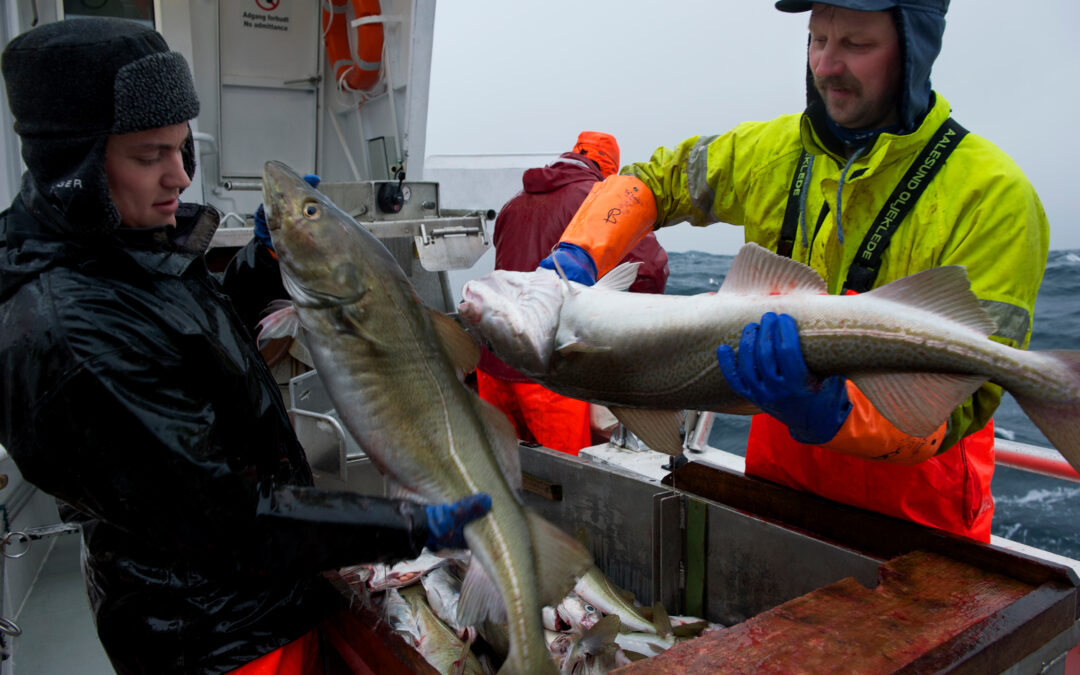 Sjømatnæringen tar grep for å sikre kompetanse for fremtiden