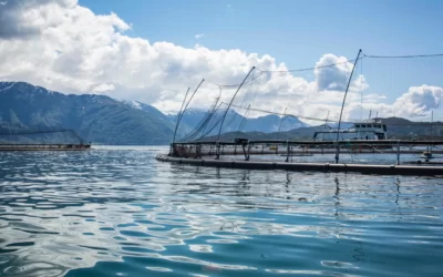 Akvakulturnæringa på Vestlandet – frå «Raudt til Grønt»